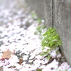 道端の春