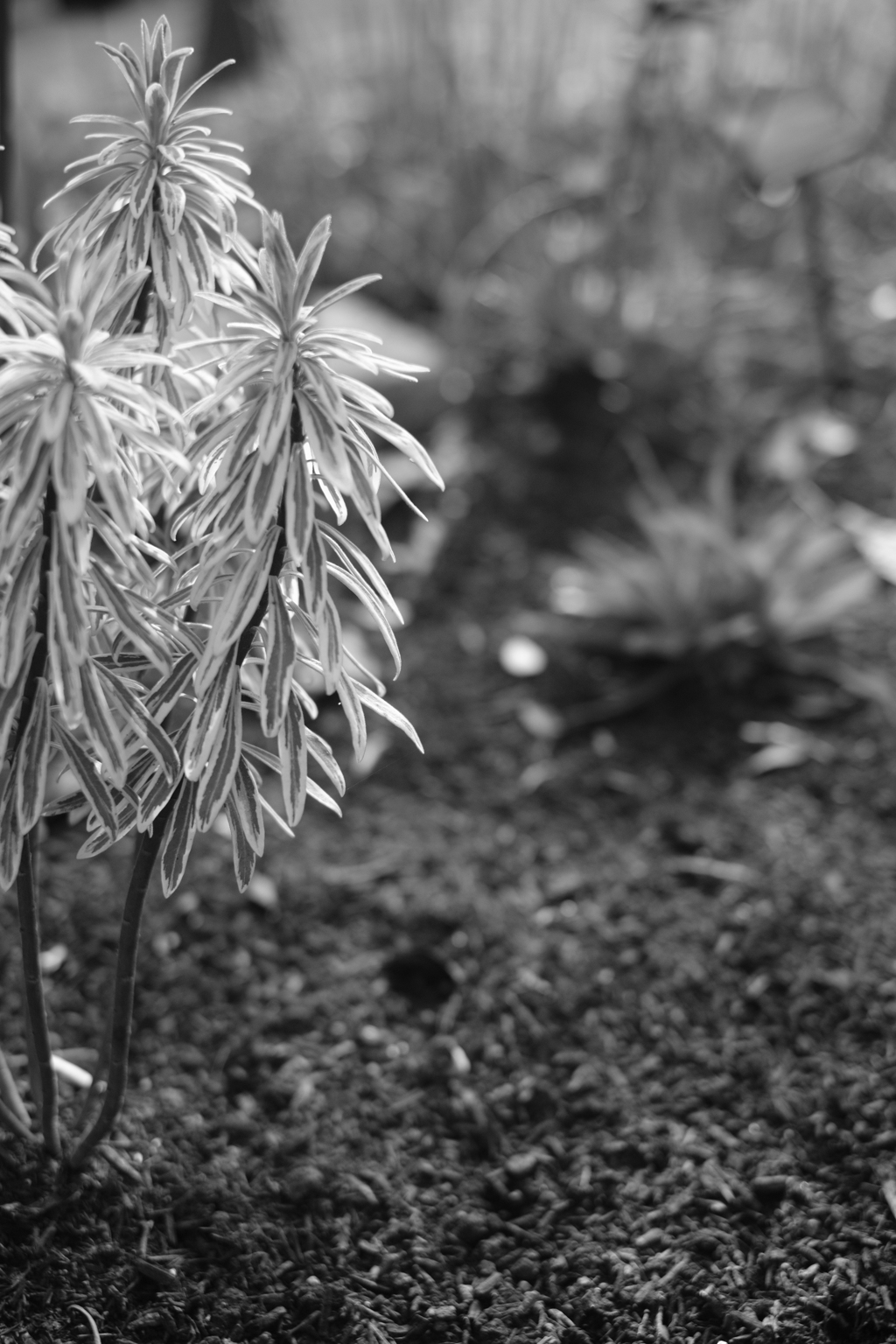 DSCF0762