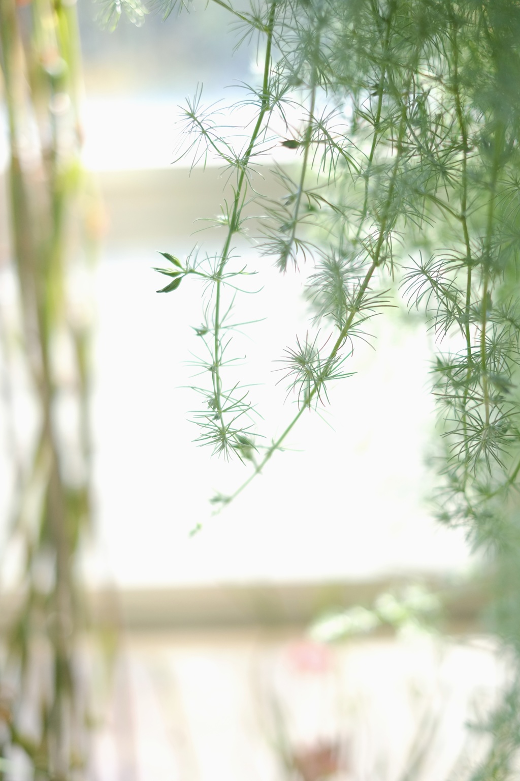 春の陽