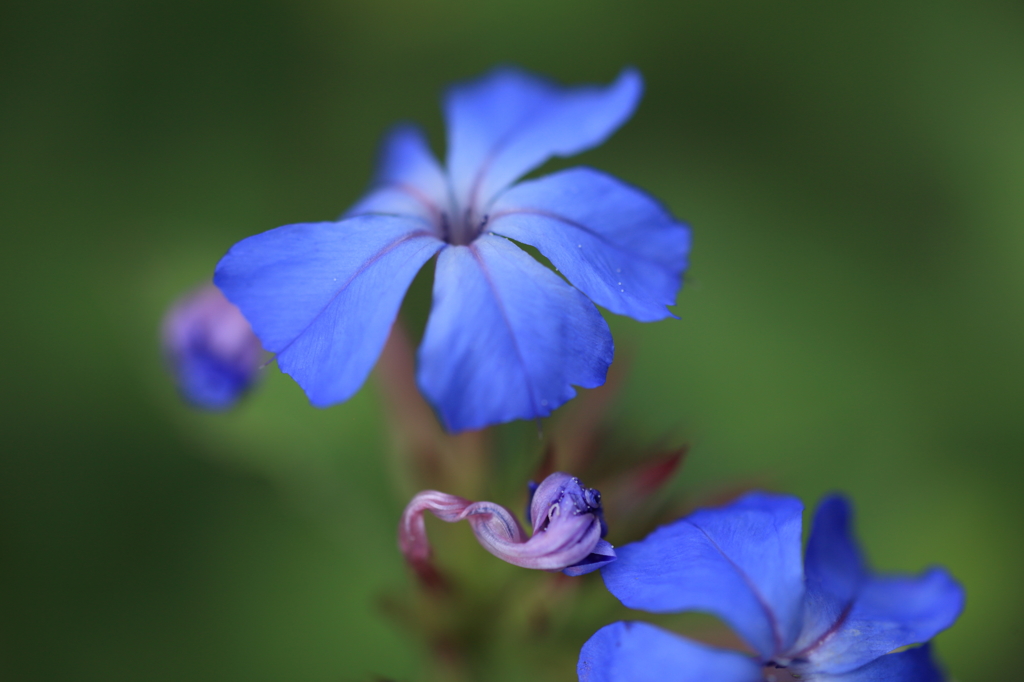 blue