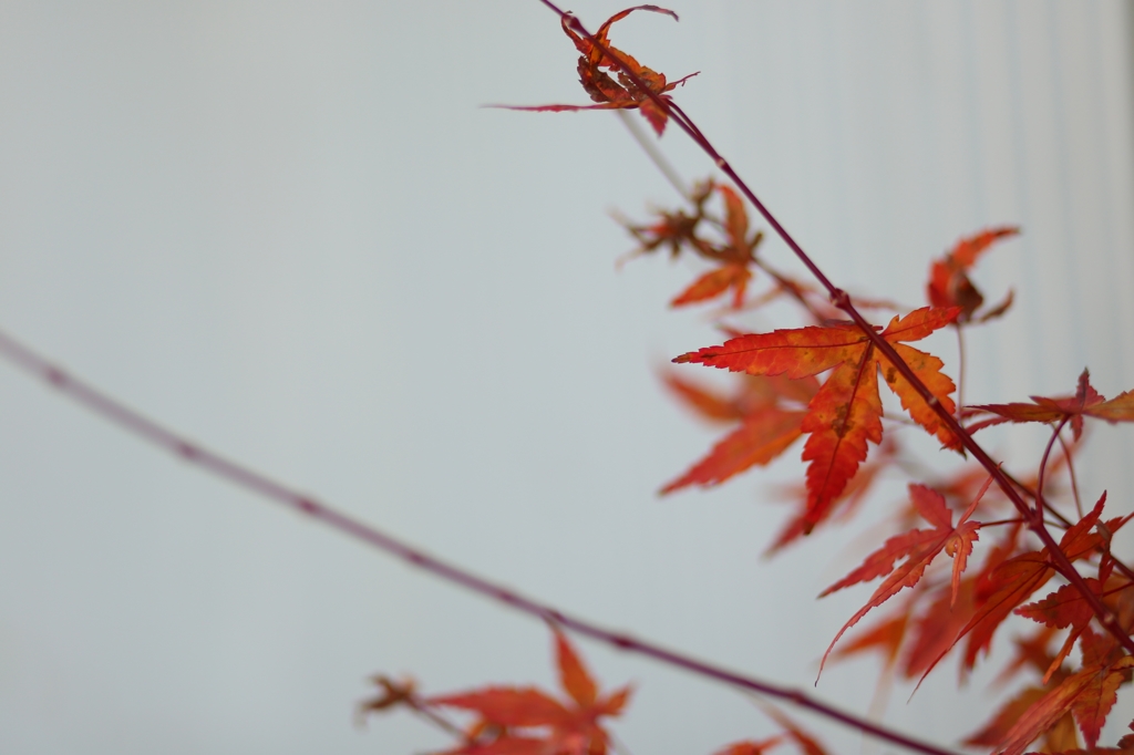 白に紅
