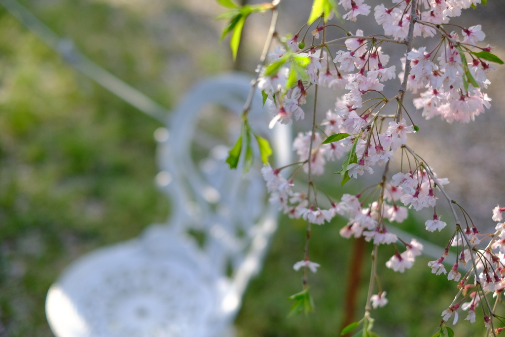 花と椅子
