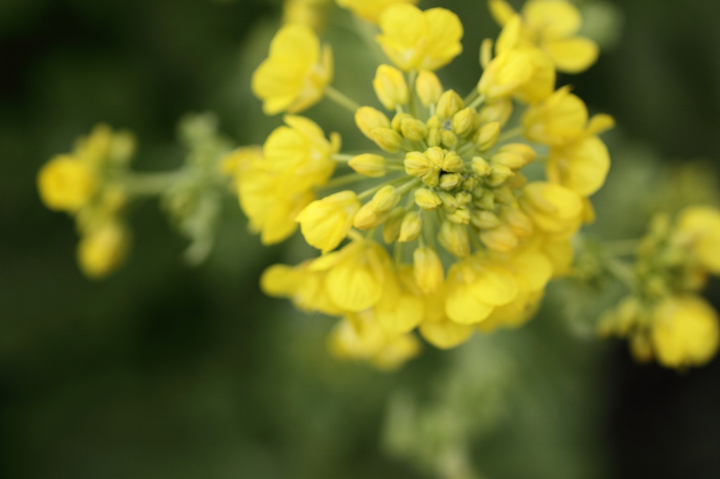 菜の花