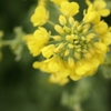 菜の花
