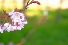 sakura