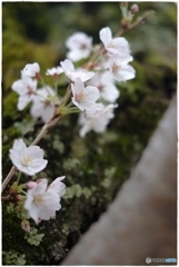 神呪寺の桜