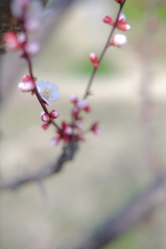 早咲き一番桜