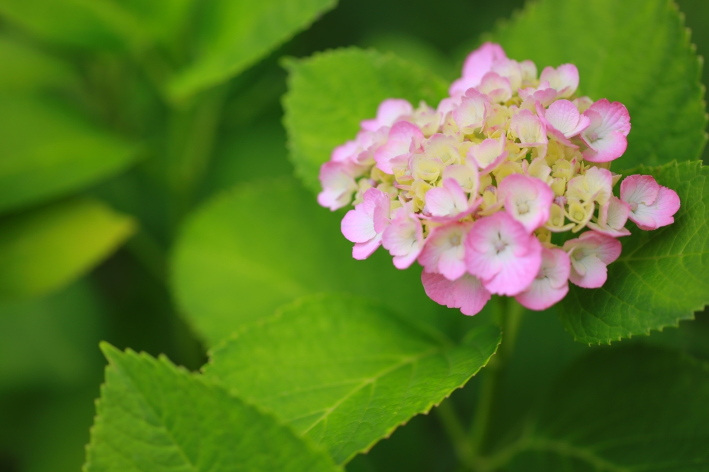 紫陽花