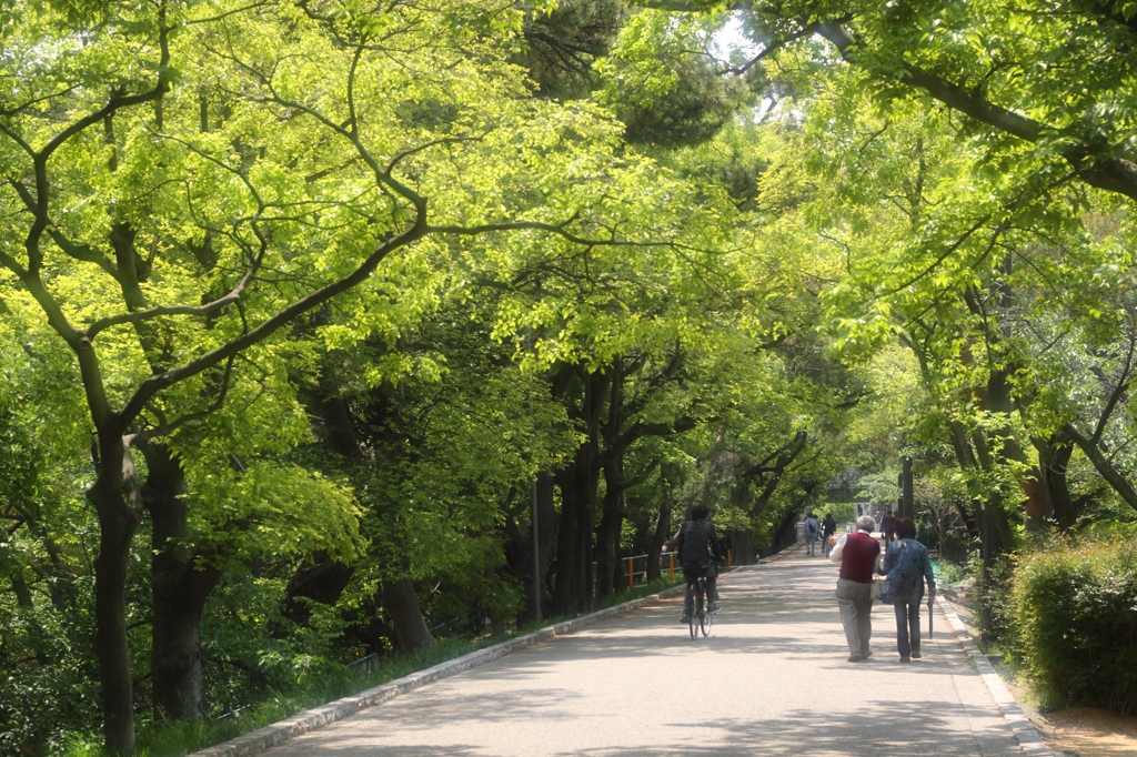 木漏れ日の遊歩道