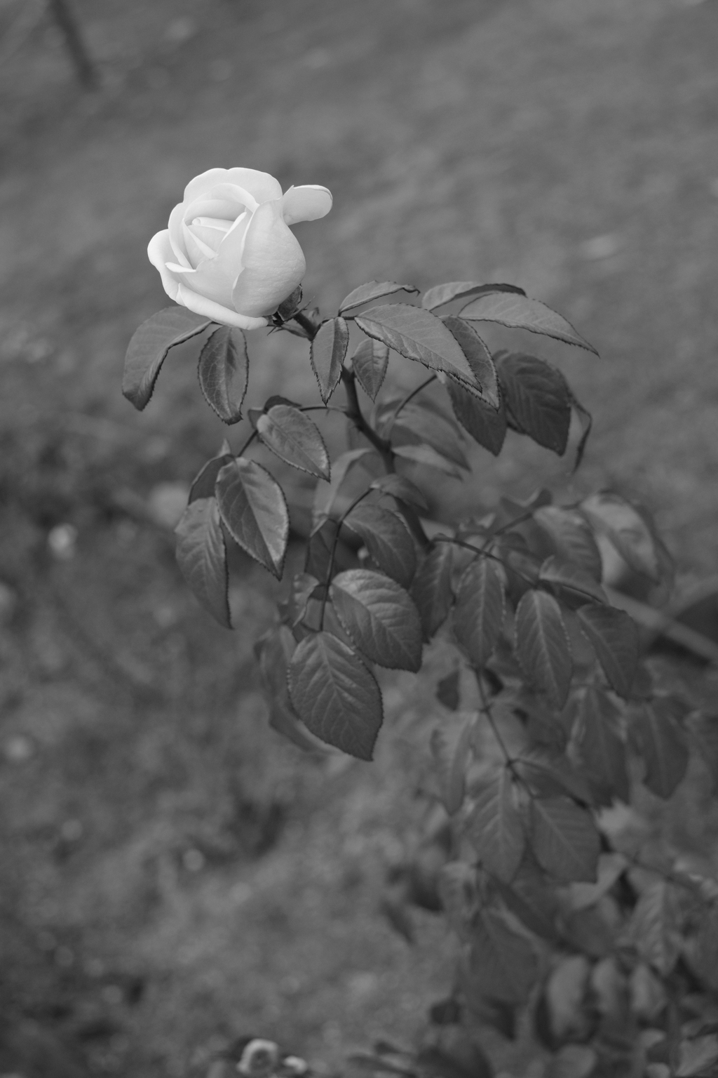 薔薇一色