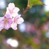 早咲き一番桜