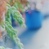 小春日和