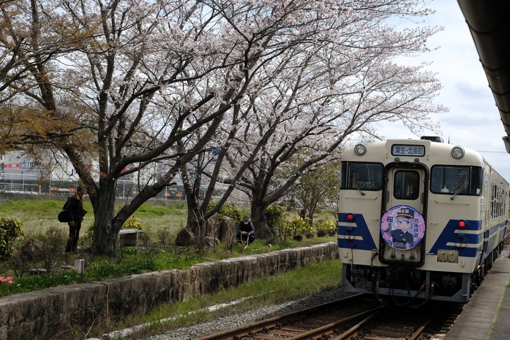 さくらとともに
