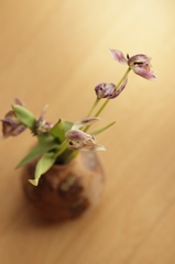枯れ