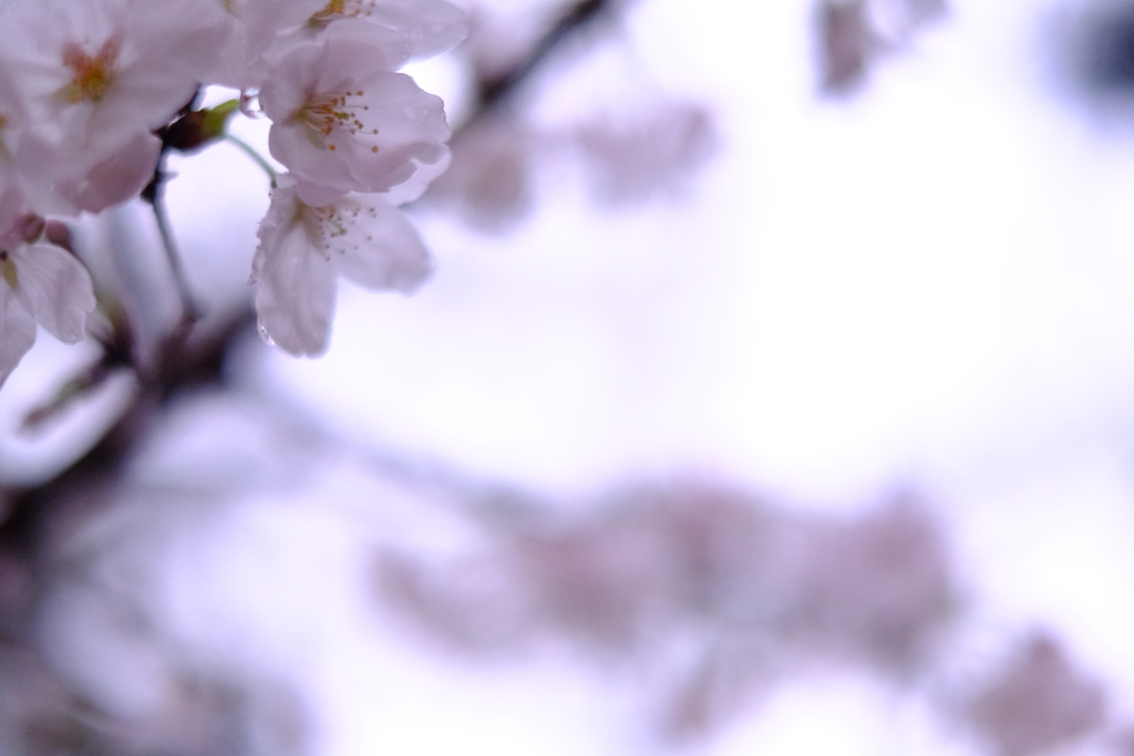 白雨