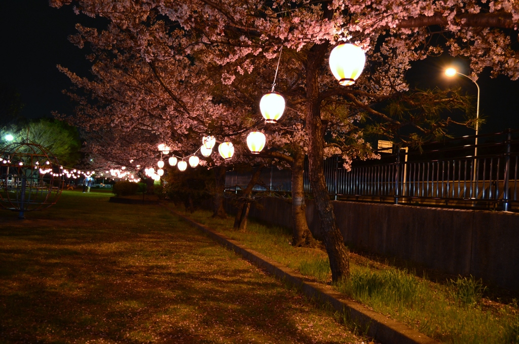 夜桜 001