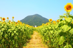 ひまわり