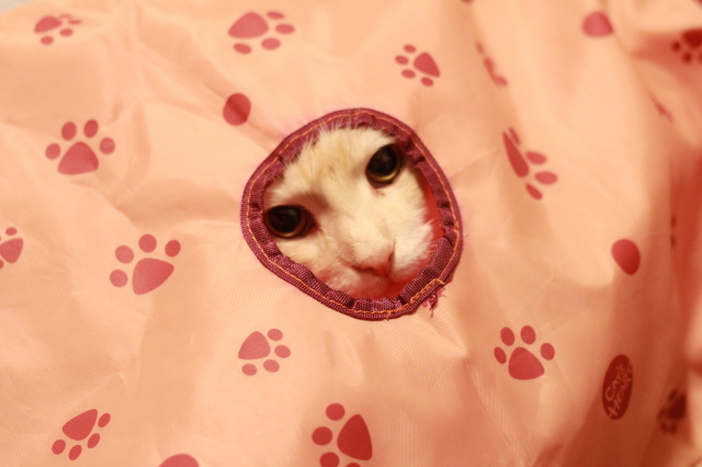 かくれんぼ