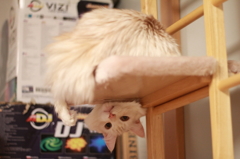 さかさ　全体像