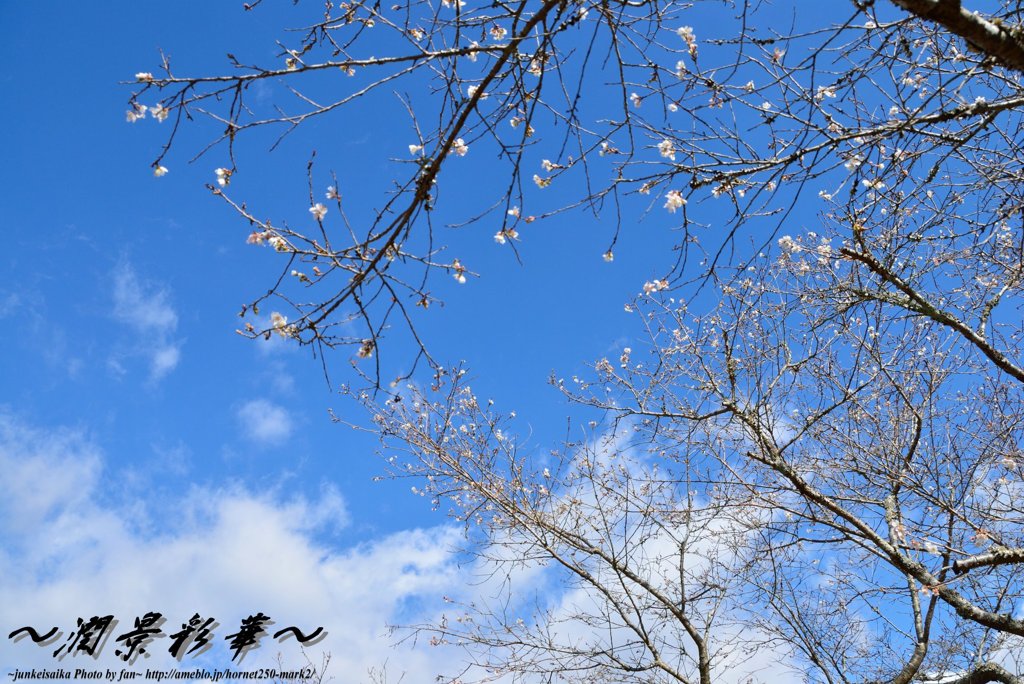 寒さの残る青空に