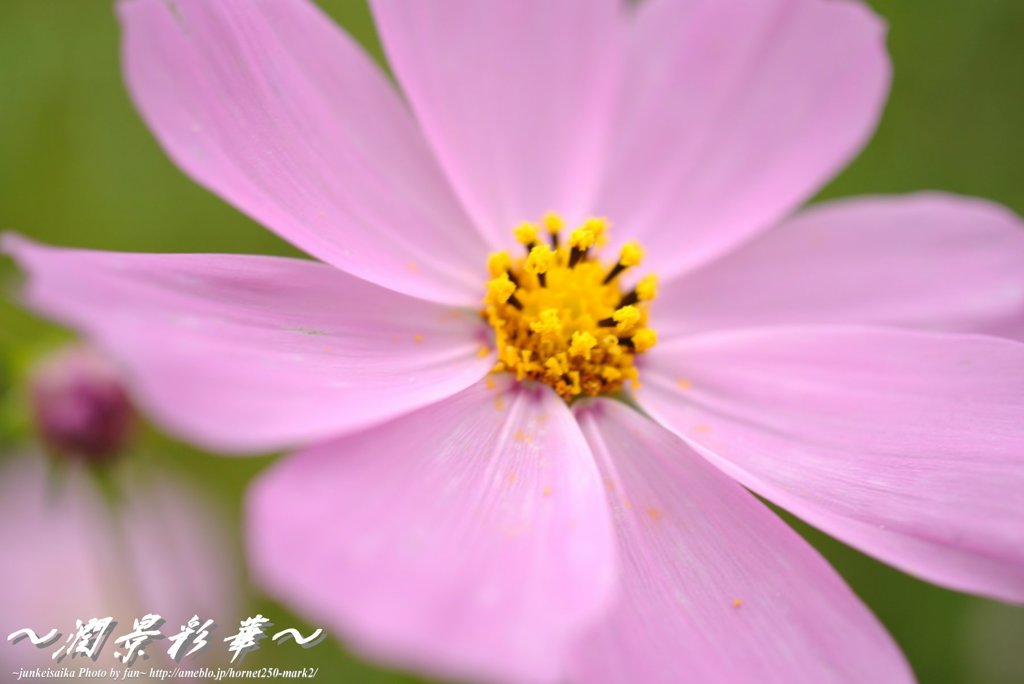 コスモスの花