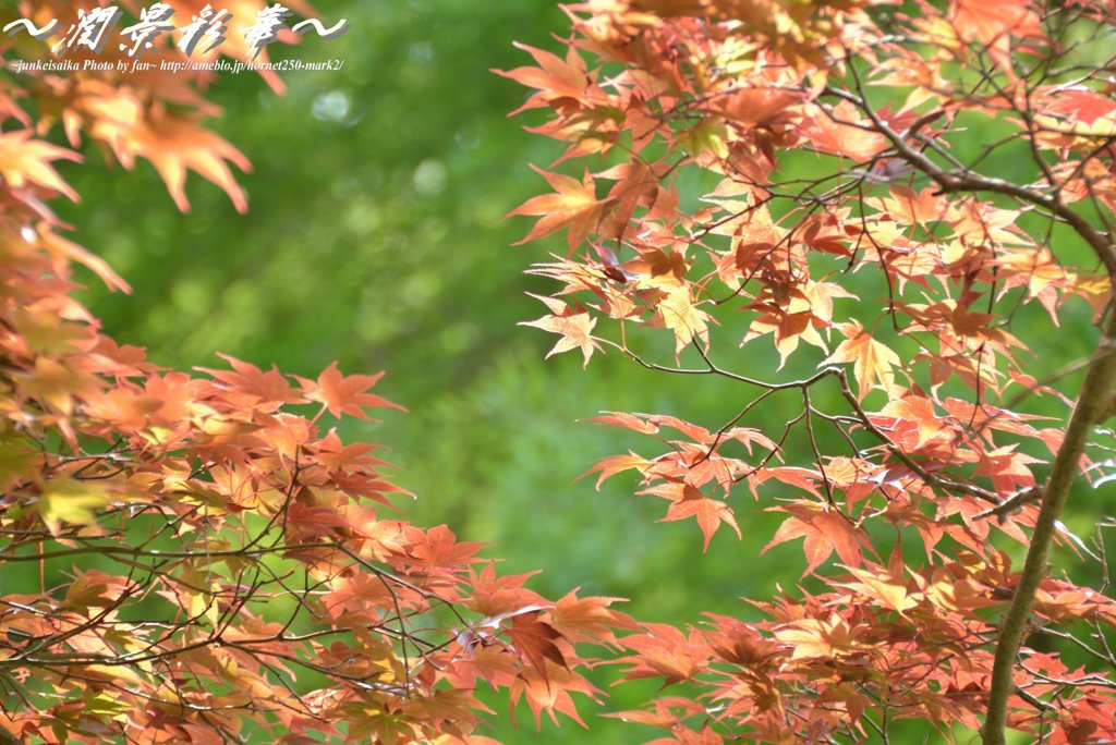 オレンジと緑のコントラストに