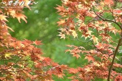 オレンジと緑のコントラストに