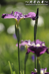 むらさき・あやめ