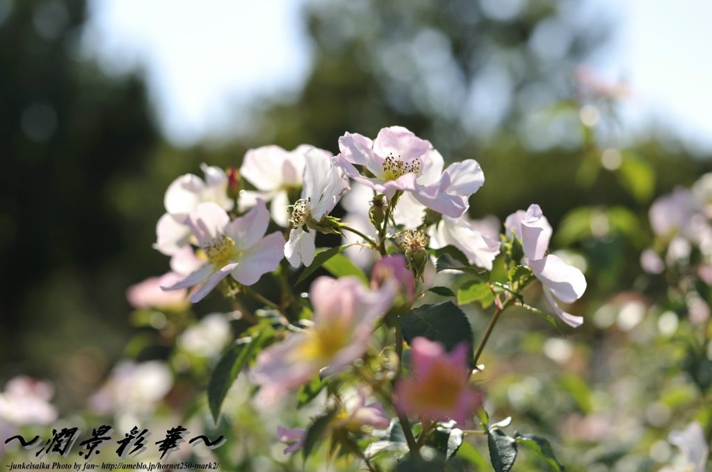 快晴のほほえみ
