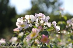 快晴のほほえみ