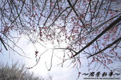 太陽に向かって