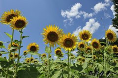 天に向かってまっすぐに