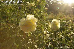 陽の光と影の中で