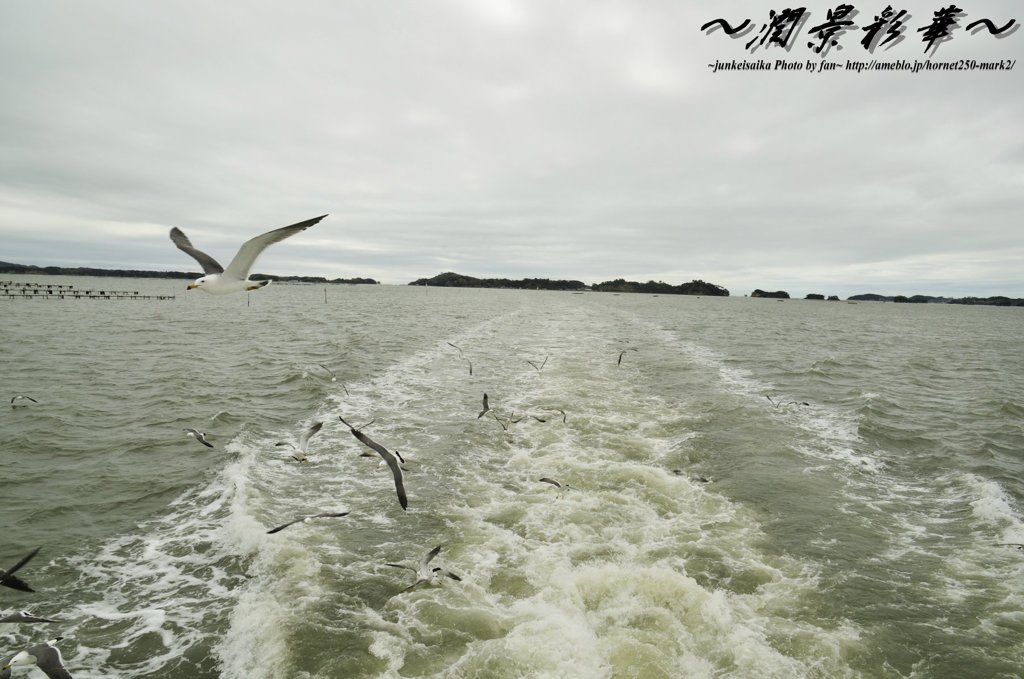 さらば、松島、カモメ達