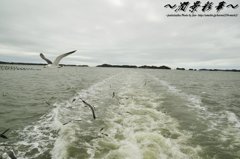 さらば、松島、カモメ達