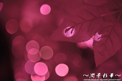 河津桜の光の中で