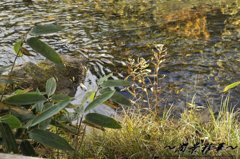 とある秋の出来事