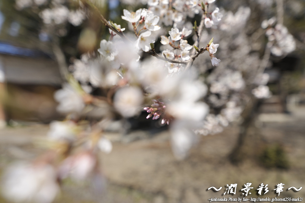 走る薄紅