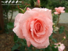 雨のプリンセス