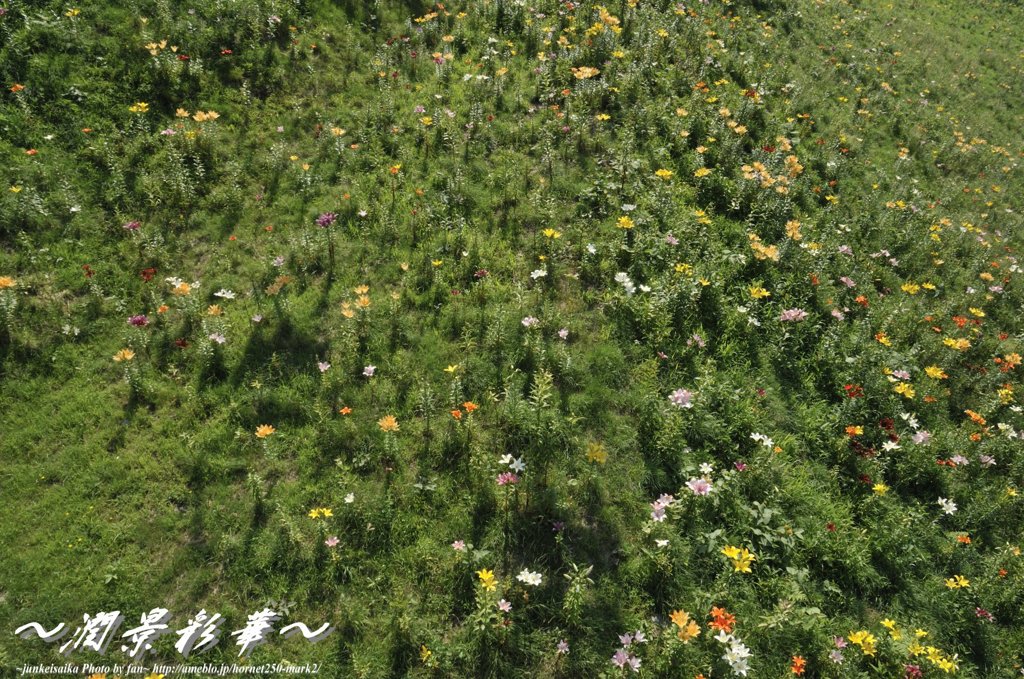 上空からのドラマ
