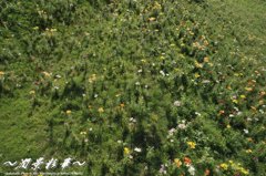 上空からのドラマ