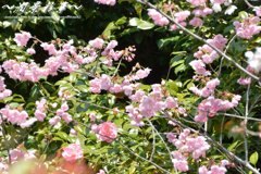 メジロが蜜を吸ってます