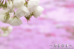 二つの桜のfantasy