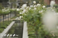 ローズ・スノウ