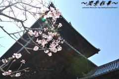 南禅寺三門の桜