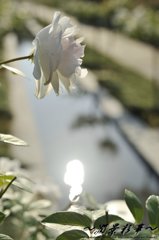 秋の午後のキラメキ