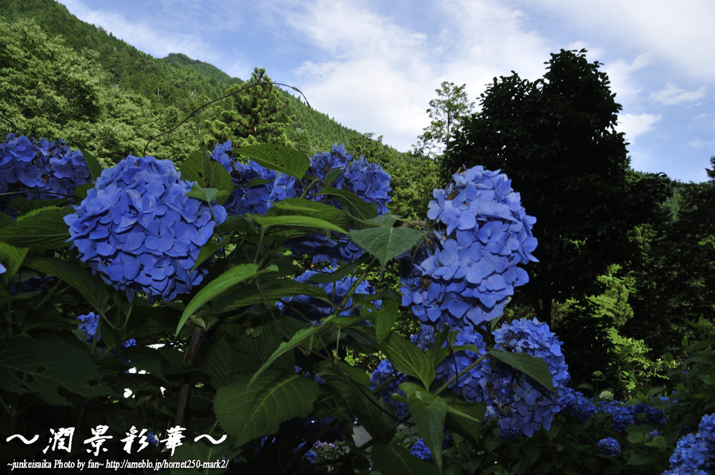 空と花の青