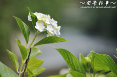 凛と、薄紫