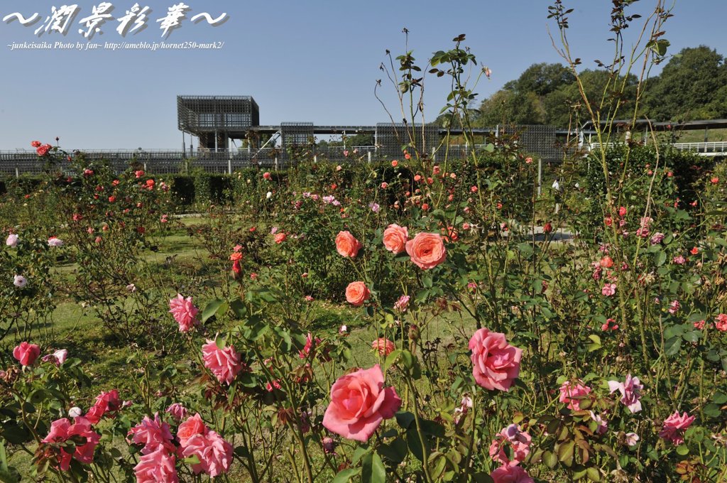 Rose・Gardenの休日