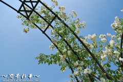 青空アーチを登ってく